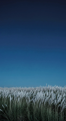 JPG 편집이미지 여유 자연 하늘 생명 바람 풍경 초원 파란색 고요 억새 부드러움 뷰티풀 편집실사 AI컴퓨터그래픽 AI콘텐츠 자연요소 식물 감정 컬러 날씨 감각 CG 생태계 파일형식