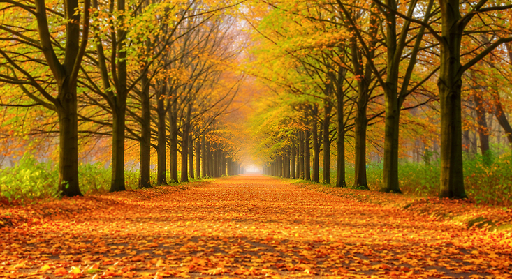 JPG 나무 편집이미지 길 단풍 잎 자연 풍경 일상 평화 환경 주황색 산책 금색 가을 숲속 뷰티풀 편집실사 AI포토 AI콘텐츠 식물 계절 컬러 컨셉 휴식 라이프 숲 CG 생태계 파일형식