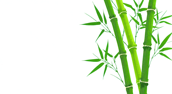 JPG 식물 디자인 백그라운드 잎 일러스트 자연 생명 가지 열대 잔디 장식 초록색 깨끗함 신선 대나무 친환경 조화 가지치기 뷰티풀 국내일러스트 AI일러스트 AI콘텐츠 나무 컬러 컨셉 채소 환경 생태계 원예 파일형식