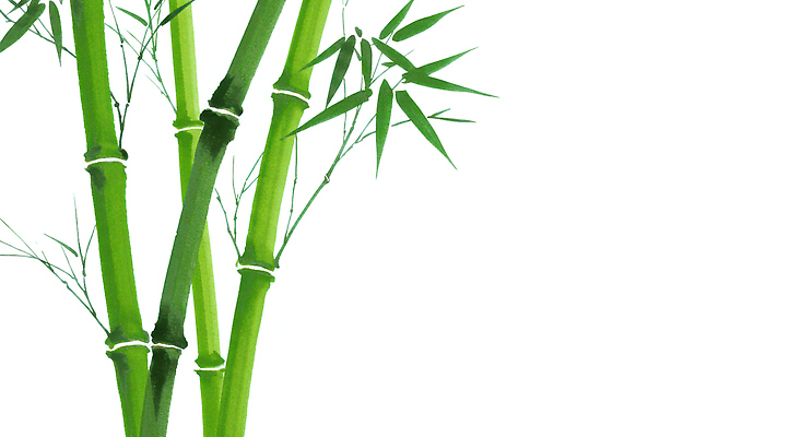 JPG 식물 라이프스타일 줄기 잎 일러스트 자연 건강 풍경 일상 초록색 평화 환경 대나무 생태계 조용 뷰티풀 국내일러스트 AI일러스트 AI콘텐츠 나무 컬러 컨셉 라이프 생활 파일형식