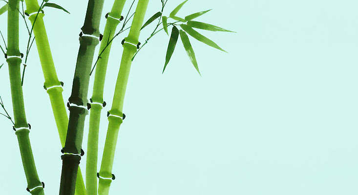 JPG 식물 줄기 잎 일러스트 자연 생명 사람 풍경 초록색 환경 성장 열대식물 대나무 유기농 심플 조화 뷰티풀 경관 국내일러스트 AI일러스트 AI콘텐츠 나무 웰빙 컬러 생태계 파일형식