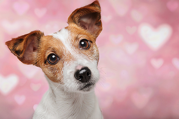 JPG 동물 편집이미지 시선 분홍색 포즈 백그라운드 자연 털 표정 사랑 반려동물 귀여움 강아지 즐거움 이미지편집 AI컴퓨터그래픽 AI콘텐츠 감정 컬러 컨셉 개 생태계 파일형식