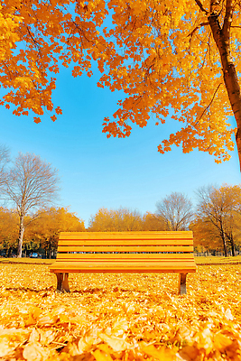 JPG 나무 편집이미지 공원 잎 벤치 자연 하늘 휴식 풍경 일상 평화 산책 가을 뷰티풀 편집실사 AI포토 AI콘텐츠 식물 계절 공공시설 컨셉 의자 라이프 CG 생태계 파일형식