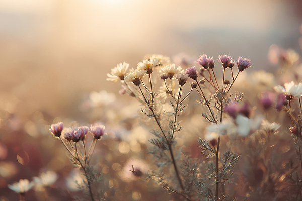 JPG 식물 편집이미지 꽃 컬러 백그라운드 꽃밭 자연 생명 사랑 햇빛 평화 식물원 부드러움 조화 뷰티풀 편집실사 AI포토 AI콘텐츠 감정 컨셉 태양 감각 CG 생태계 파일형식