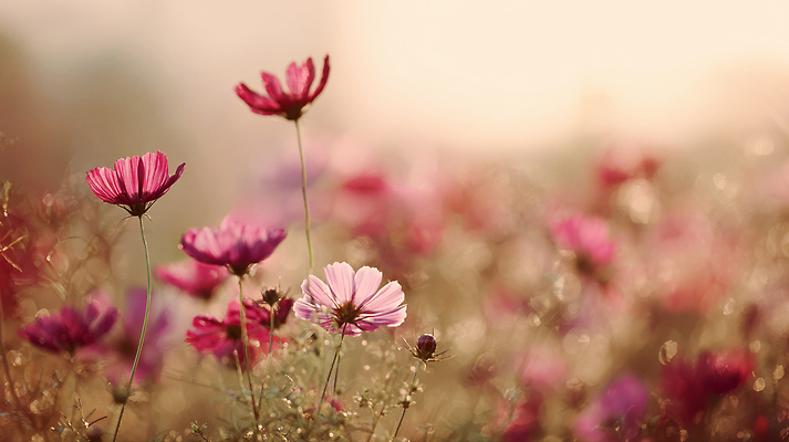 JPG 식물 편집이미지 꽃 컬러 자연 필드 하늘 바람 풍경 여름 햇빛 평화 뷰티풀 순간 편집실사 AI포토 AI콘텐츠 자연요소 계절 컨셉 날씨 태양 CG 생태계 파일형식