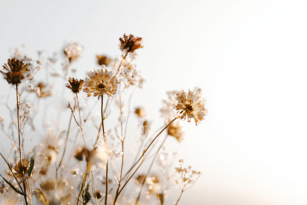 JPG 식물 편집이미지 꽃 여유 자연 조명 풍경 햇빛 고요 농촌 대기 저녁 감성 드라이플라워 뷰티풀 편집실사 AI포토 AI콘텐츠 감정 컨셉 태양 시골 야간 CG 생태계 파일형식