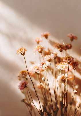 JPG 식물 편집이미지 꽃 꽃다발 자연 주택 따뜻함 일상 인테리어 분위기 부드러움 조화 뷰티풀 색감 편집실사 AI포토 AI콘텐츠 디자인 컨셉 건물 라이프 감각 CG 생태계 파일형식