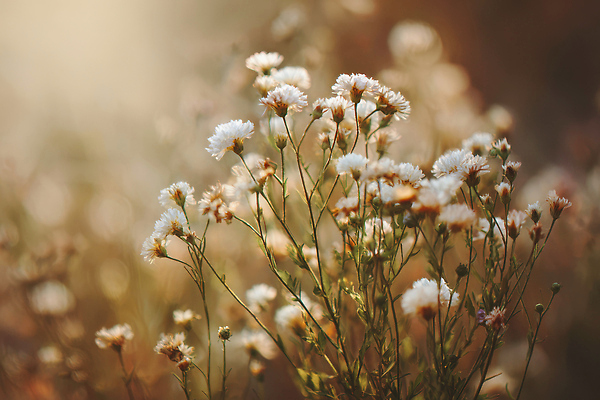 JPG 식물 편집이미지 자연 풍경 여름 햇빛 들꽃 시골 부드러움 조화 만개 뷰티풀 오후 편집실사 AI포토 AI콘텐츠 계절 꽃 태양 감각 CG 생태계 파일형식