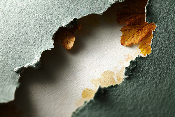 JPG 편집이미지 종이 예술 컬러 백그라운드 단풍 잎 자연 노란색 균열 질감 문서 찢어짐 뷰티풀 편집실사 AI포토 AI콘텐츠 식물 모션 CG 생태계 파일형식