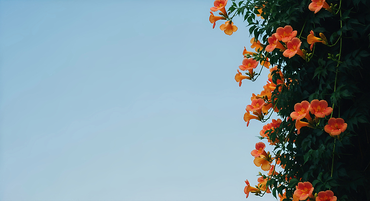 JPG 식물 편집이미지 꽃 컬러 잎 자연 하늘 풍경 일상 여름 정원 만개 뷰티풀 편집실사 AI포토 AI콘텐츠 계절 라이프 CG 생태계 파일형식