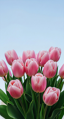 JPG 식물 편집이미지 꽃 감정 분홍색 꽃다발 자연 하늘 정원 봄 튤립 신선 상쾌 부드러움 만개 뷰티풀 편집실사 AI포토 AI콘텐츠 계절 컬러 감각 CG 생태계 파일형식