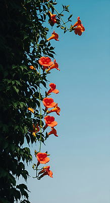 JPG 식물 편집이미지 꽃 잎 자연 하늘 풍경 초록색 여름 파란색 햇빛 정원 주황색 덩굴 뷰티풀 편집실사 AI포토 AI콘텐츠 계절 컬러 태양 CG 생태계 파일형식