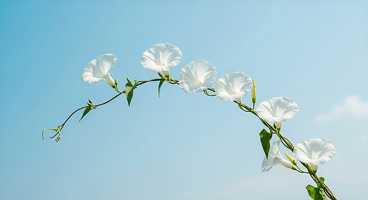JPG 식물 편집이미지 꽃 줄기 자연 하늘 생명 풍경 여름 파란색 햇빛 흰색 달리아 뷰티풀 편집실사 AI포토 AI콘텐츠 계절 컬러 태양 CG 생태계 파일형식