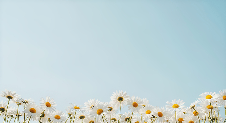 JPG 식물 편집이미지 꽃 꽃밭 자연 하늘 생명 풍경 야외 여름 평화 봄 데이지 만개 뷰티풀 목가 편집실사 AI포토 AI콘텐츠 계절 컨셉 CG 생태계 파일형식