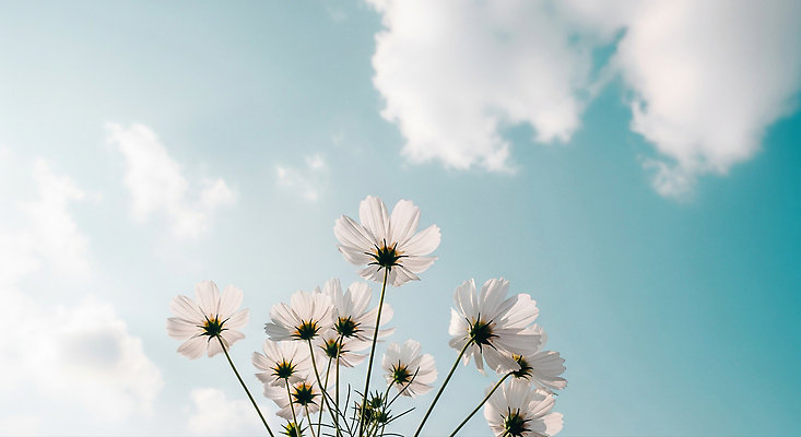 JPG 식물 편집이미지 꽃 컬러 자연 하늘 생명 바람 풍경 환경 정원 화단 뷰티풀 편집실사 AI포토 AI콘텐츠 자연요소 날씨 CG 생태계 파일형식