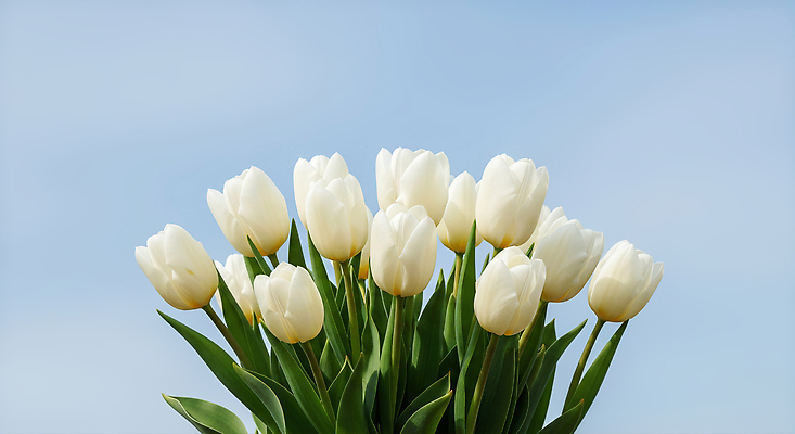 JPG 식물 편집이미지 꽃 컬러 꽃다발 자연 생명 장식 정원 봄 꽃꽂이 원예 뷰티풀 편집실사 AI포토 AI콘텐츠 계절 취미 CG 생태계 파일형식