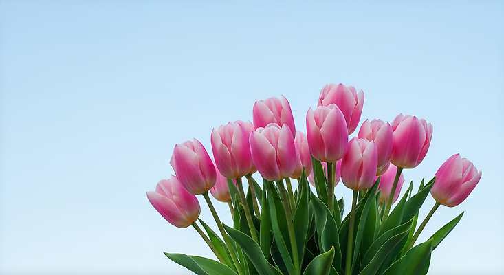 JPG 식물 편집이미지 꽃 분홍색 컬러 꽃다발 자연 하늘 생명 풍경 정원 봄 튤립 조화 만개 뷰티풀 편집실사 AI포토 AI콘텐츠 계절 CG 생태계 파일형식