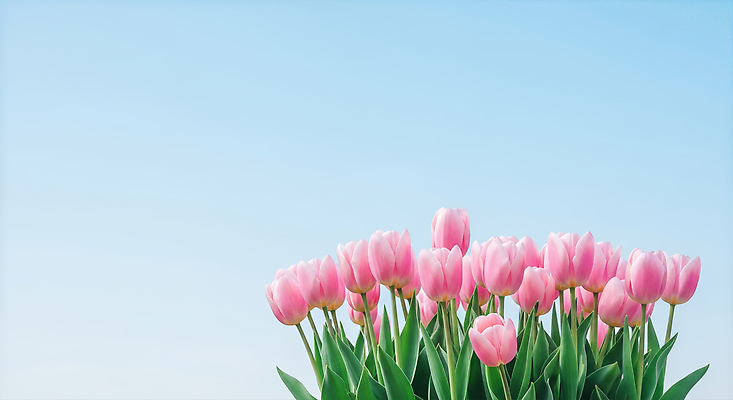 JPG 식물 편집이미지 꽃잎 꽃 감정 화초 컬러 자연 하늘 풍경 정원 봄 성장 화사함 뷰티풀 편집실사 AI포토 AI콘텐츠 계절 컨셉 CG 생태계 파일형식