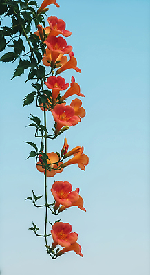 JPG 식물 편집이미지 꽃잎 꽃 자연 하늘 풍경 여름 빛 햇빛 주황색 봄 튤립 식물원 화사함 뷰티풀 편집실사 AI포토 AI콘텐츠 계절 컬러 컨셉 태양 CG 생태계 파일형식