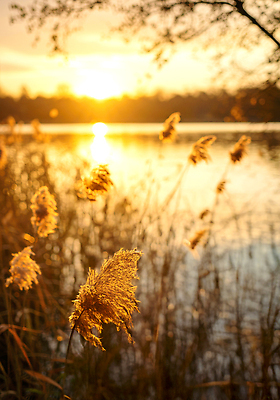 JPG 식물 편집이미지 호수 자연 바람 풍경 평화 노을 환경 일몰 가을 물가 저녁 감성 뷰티풀 편집실사 AI포토 AI콘텐츠 자연요소 계절 컨셉 날씨 야간 CG 생태계 파일형식
