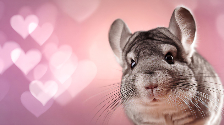 JPG 동물 편집이미지 분홍색 백그라운드 털 표정 사랑 친구 반려동물 장난감 머리 카메라 귀여움 심장 귀 친칠라 이미지편집 AI컴퓨터그래픽 AI콘텐츠 감정 컬러 컨셉 포유류 관계 신체부위 전자제품 장기_의학 파일형식