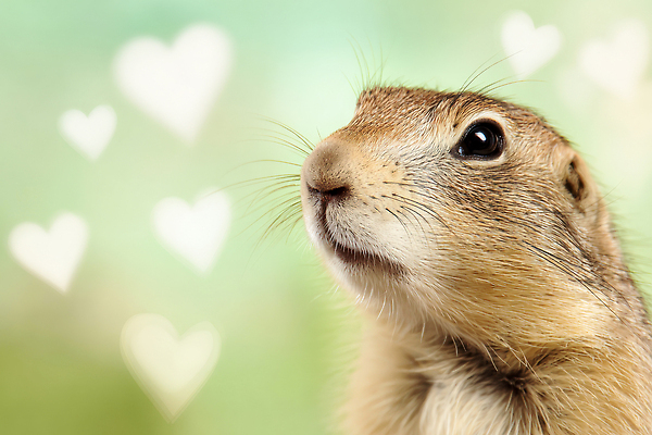 JPG 동물 편집이미지 행복 감정 백그라운드 자연 표정 사랑 귀여움 하트 다람쥐 색감 순간 특별함 이미지편집 AI컴퓨터그래픽 AI콘텐츠 모양 컨셉 설치류 생태계 파일형식