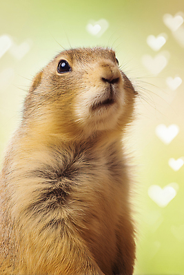 JPG 동물 편집이미지 포즈 백그라운드 자연 생명 표정 사랑 초록색 귀여움 촬영 다람쥐 부드러움 이미지편집 AI컴퓨터그래픽 AI콘텐츠 감정 컬러 컨셉 감각 설치류 생태계 파일형식