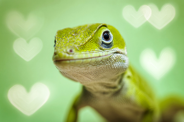 JPG 동물 편집이미지 시선 백그라운드 자연 생물 초록색 반려동물 귀여움 촬영 하트 도마뱀 이미지 이미지편집 AI컴퓨터그래픽 AI콘텐츠 모양 컬러 컨셉 파충류 생태계 파일형식