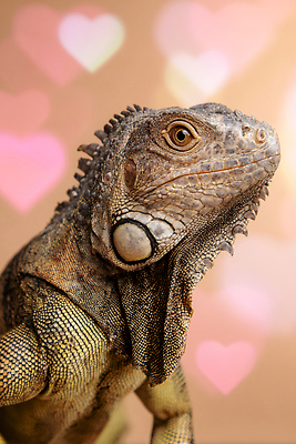 JPG 동물 편집이미지 감정 포즈 백그라운드 생물 반려동물 표현 거북이 이구아나 허물 이미지편집 AI컴퓨터그래픽 AI콘텐츠 파충류 파일형식