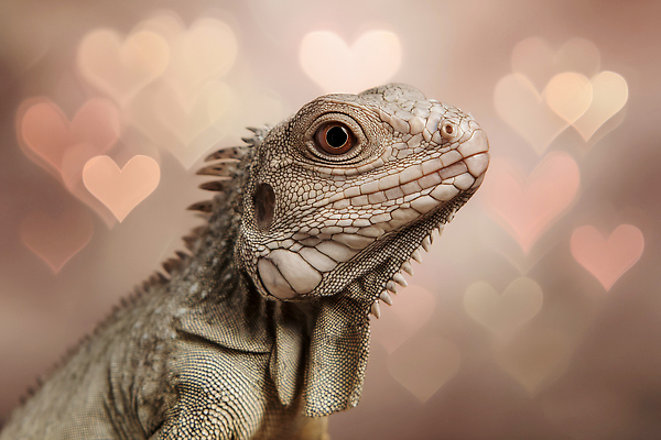 JPG 동물 편집이미지 컬러 포즈 백그라운드 자연 생명 생물 반려동물 카메라 귀여움 하트 갈기 이구아나 이미지편집 AI컴퓨터그래픽 AI콘텐츠 모양 컨셉 파충류 전자제품 생태계 파일형식