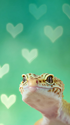 JPG 동물 편집이미지 백그라운드 생명 조명 생물 반려동물 카메라 하트 도마뱀 초록배경 이미지편집 AI컴퓨터그래픽 AI콘텐츠 모양 파충류 초록색 전자제품 파일형식