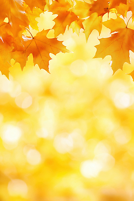 JPG 나무 편집이미지 계절 단풍 잎 자연 생명 풍경 빛 노란색 촉촉함 가을 부드러움 기온 뷰티풀 색감 이미지편집 AI컴퓨터그래픽 AI콘텐츠 식물 컬러 날씨 젖음 감각 생태계 파일형식