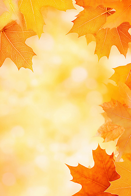 JPG 편집이미지 계절 컬러 백그라운드 단풍 잎 자연 나뭇잎 한국 따뜻함 풍경 빛 노란색 가을 부드러움 뷰티풀 이미지편집 AI컴퓨터그래픽 AI콘텐츠 식물 아시아 감각 생태계 파일형식