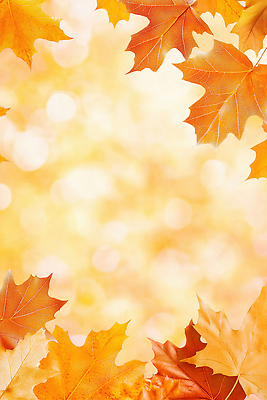 JPG 편집이미지 계절 컬러 백그라운드 단풍 자연 나뭇잎 따뜻함 풍경 빛 반사 노란색 가을 변화 뷰티풀 이미지편집 AI컴퓨터그래픽 AI콘텐츠 컨셉 잎 생태계 파일형식