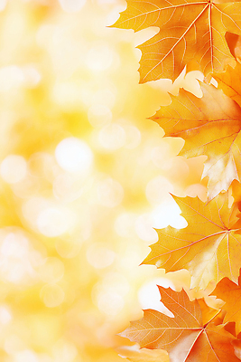 JPG 나무 식물 편집이미지 계절 컬러 백그라운드 단풍 잎 자연 풍경 햇빛 노란색 회색 가을 변화 이미지편집 AI컴퓨터그래픽 AI콘텐츠 컨셉 태양 생태계 파일형식