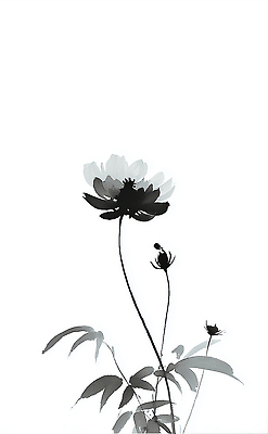 JPG 모양 식물 디자인 꽃 백그라운드 일러스트 자연 생명 그림자 수묵화 흰색 우아함 묘사 그림 조용 조화 단순화된 뷰티풀 스타일 국내일러스트 AI일러스트 AI콘텐츠 컬러 컨셉 미술 생태계 파일형식