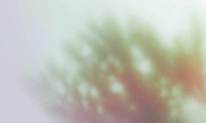 JPG 나무 식물 계절 감정 실루엣 여유 백그라운드 일러스트 자연 나뭇잎 그림자 풍경 초록색 햇빛 고요 흐름 편안함 부드러움 조용 감성 흐림 색감 국내일러스트 AI일러스트 AI콘텐츠 컬러 컨셉 잎 날씨 촬영기법 태양 감각 생태계 파일형식