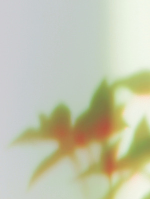 JPG 식물 화초 일러스트 창문 자연 아침 나뭇잎 조명 실내 건강 일상 초록색 햇빛 평화 흐름 역광 부드러움 감성 뷰티풀 국내일러스트 AI일러스트 AI콘텐츠 주간 컬러 컨셉 잎 내부 라이프 태양 감각 생태계 파일형식