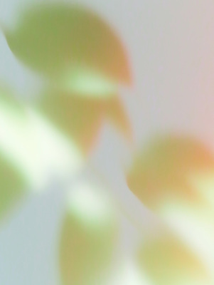 JPG 모양 식물 컬러 잎 일러스트 자연 생명 나뭇잎 실내 그림자 일상 초록색 여름 빛 햇빛 평화 환경 공간 흐름 심플 부드러움 감성 그라데이션 조화 뷰티풀 국내일러스트 AI일러스트 AI콘텐츠 계절 컨셉 내부 라이프 태양 감각 생태계 파일형식