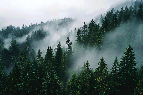JPG 나무 편집이미지 자연 아침 풍경 초록색 환경 고요 등산 안개 대기 숲 생태계 월계수 편집실사 AI포토 AI콘텐츠 주간 식물 컬러 날씨 트래킹 CG 파일형식