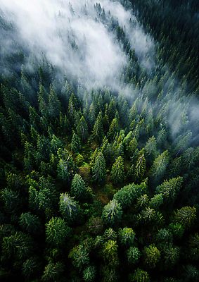 JPG 나무 식물 편집이미지 자연 하늘 산 풍경 초록색 여름 환경 숲 고도 조경 편집실사 AI포토 AI콘텐츠 계절 컬러 CG 생태계 파일형식