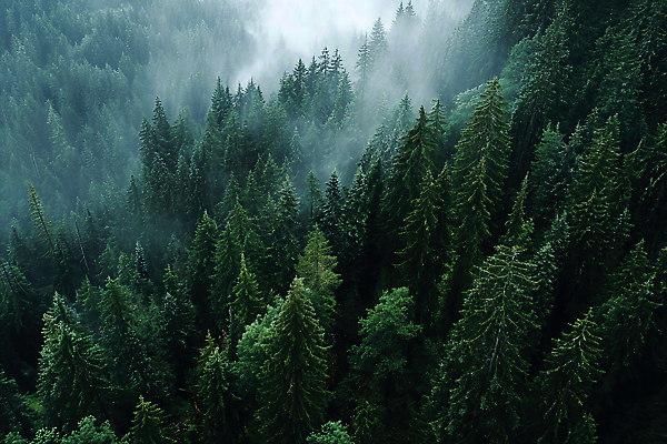 JPG 나무 편집이미지 자연 하늘 생명 풍경 초록색 평화 환경 트래킹 탐험 안개 숲 열대우림 조용 편집실사 AI포토 AI콘텐츠 식물 컬러 컨셉 레저 날씨 CG 생태계 파일형식