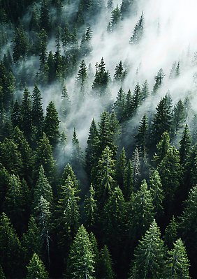 JPG 나무 편집이미지 자연 풍경 햇빛 환경 안개 소나무 숲속 숲 청정 편집실사 AI포토 AI콘텐츠 식물 날씨 태양 CG 생태계 파일형식