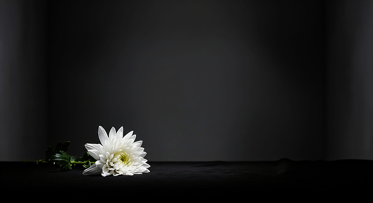 JPG 편집이미지 꽃잎 자연 조명 국화 장식 고요 우아함 배열 오브젝트 뷰티풀 추모 플로리스트 편집실사 AI포토 AI콘텐츠 직업 꽃 컨셉 CG 생태계 파일형식