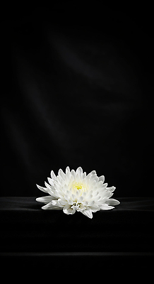 JPG 식물 편집이미지 꽃잎 꽃 백그라운드 자연 생명 국화 여름 평화 어둠 흰색 연습 뿌리 조화 뷰티풀 추모 편집실사 AI포토 AI콘텐츠 계절 컬러 컨셉 CG 생태계 파일형식