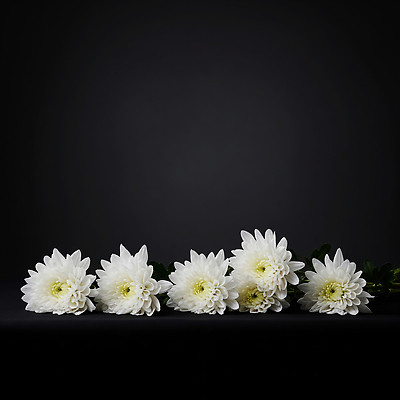 포토 JPG 식물 편집이미지 꽃 화분 자연 생명 검은배경 국화 장식 정원 봄 흰색 배열 조화 뷰티풀 추모 편집실사 AI포토 AI콘텐츠 계절 컬러 백그라운드 검은색 CG 생태계 파일형식