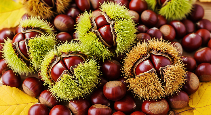 JPG 식물 편집이미지 전통 열매 음식 컬러 자연 나뭇잎 건강 풍경 농장 수확 껍질 밤 편집실사 AI포토 AI콘텐츠 잎 농업 견과류 CG 생태계 파일형식