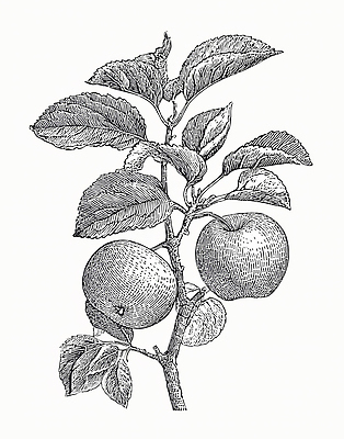 JPG 나무 식물 선 잎 농업 과일 일러스트 자연 생명 가지 건강 풍경 여름 사과 과수원 유기농 드로잉 채색 뷰티풀 목가 국내일러스트 AI일러스트 AI콘텐츠 웰빙 계절 산업 채소 미술 생태계 파일형식