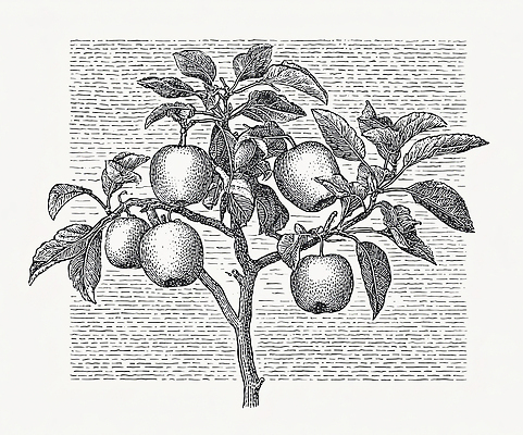 JPG 나무 식물 음식 잎 농업 과일 일러스트 자연 생명 가지 여름 농작물 정원 수확 성장 사과 과수원 원예 사과나무 국내일러스트 AI일러스트 AI콘텐츠 계절 산업 채소 취미 생태계 파일형식