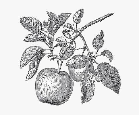 JPG 나무 식물 열매 잎 농업 채소 과일 일러스트 자연 가지 환경 정원 농사 사과 유기농 원예 보테니컬아트 국내일러스트 AI일러스트 AI콘텐츠 웰빙 산업 취미 생태계 파일형식